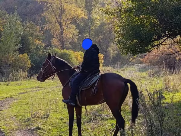 Aygır, Atlar