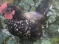 Chickens — fotografija 1