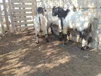 Cabro, Cabras — foto 3