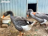Geese — Foto 2