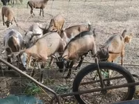 Kambing betina, Goats — foto 2