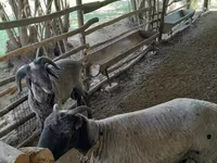Гӯсфандон (партия, ҷинс муайян нашудааст), Merino sheep — акс 2
