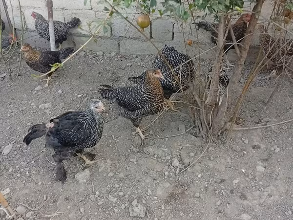 Gallina eslovena barrada