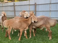 قوچ, Arashan sheep — عکس 5