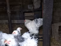 Brahma — foto 1