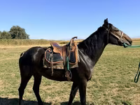 Жребец, Karachay horse — снимка 1