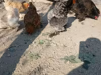 برہما — تصویر 3