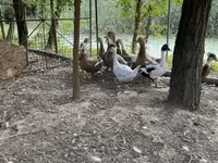 Ducks — 1. fotó