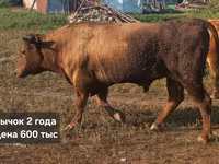 Dibi, Cattle — sawirka 3