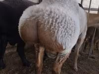 Kambing jantan, Rambouillet sheep — foto 3