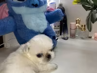 Məhsul: Pekines balaları - Yaş: 60 günlük - Cins: Pekines - Rənglər — fotografija 2