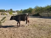 Lembu jantan, Aberdeen-Angus — foto 4