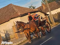 ሴት ፈረስ, Horses — ፎቶ 1