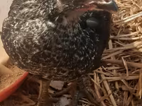 Australian Pit Game fowl — foto 1