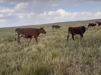 گاو و گوساله (گروه، جنسیت مشخص نشده), Simmental cattle — عکس 8