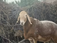 Carneiro, Edilbay sheep — foto 2