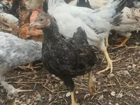 Chickens — foto 2