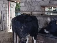 Taureau, Russian Black pied cattle — photo 7