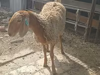 Kambing betina, Sheep — foto 4