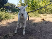 Ziege, Saanen goat — Foto 4