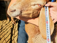 Montone, Arashan sheep — foto 6