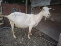 Kambing betina, Saanen goat — foto 1