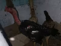 Chickens — Foto 2