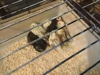 Chickens — عکس 1