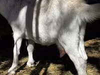 بز ماده, Alpine goat — عکس 5