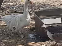 Geese — photo 4