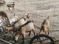 Kambing betina, Goats — foto 5
