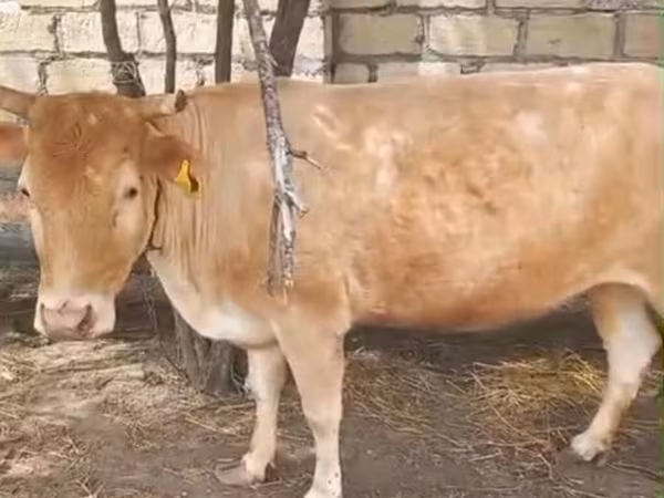 วัวตัวเมีย, Simmental cattle