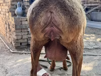 แกะตัวเมีย, แกะ — รูปภาพ 4