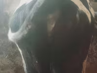 Bydło (partia, płeć nieokreślona), Russian Black pied cattle — zdjęcie 2