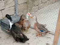 Ducks — عکس 3