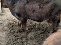 Bou, Bovine — foto 2