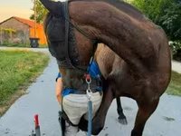 Koń, Konie — zdjęcie 2