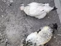 Chickens — foto 4