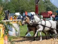 Égua, Cavalos — foto 5