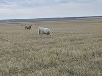 گاو نر, Swiss cattle — عکس 8
