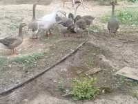 Geese — foto 1