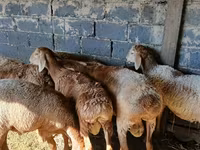 Wad, Sheep — sawirka 7