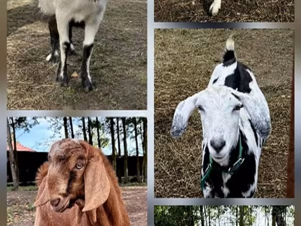 Kozy (šarže, pohlaví neuvedeno), Kozy