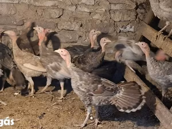 Turkeys