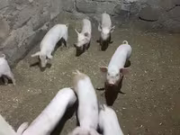Babi betina, Pigs — foto 3