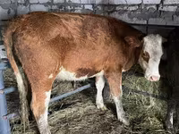 Vacă, Vaca kazahă cu cap alb — foto 1