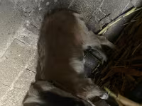 Cabra, Nubian Goat — foto 4