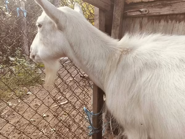 Буз, Saanen goat — Молдова