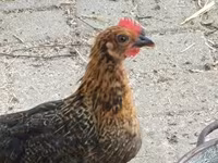 Sebright — foto 3