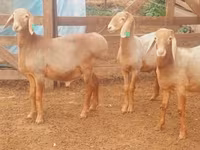 Montone, Arashan sheep — foto 8